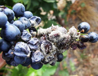 Розвитку білої гнилі на винограді можна запобігти